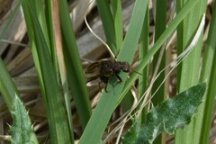 Ontholestes cingulatus