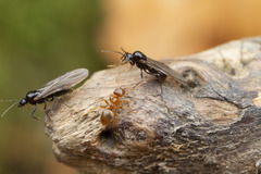 Lasius pallitarsis
