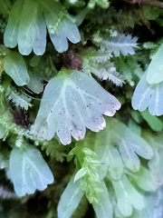 Hymenophyton