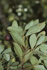 Cryptocarya adpressa