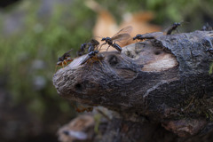 Lasius pallitarsis
