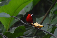 Ramphocelus bresilius