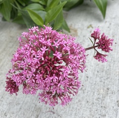 Centranthus