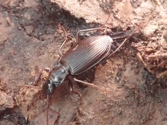 Limodromus assimilis