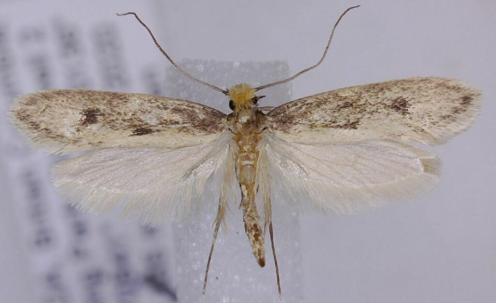 Tinea irrepta