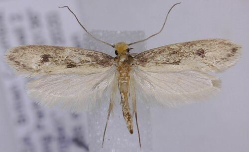 Tinea irrepta