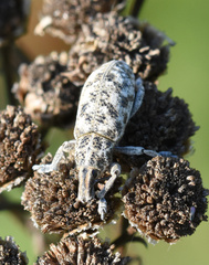 Cyphocleonus dealbatus