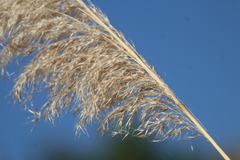 Muhlenbergia rigens