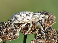 Cyphocleonus dealbatus