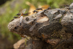 Lasius pallitarsis