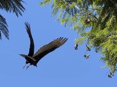 Cathartes aura