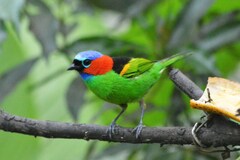 Tangara cyanocephala