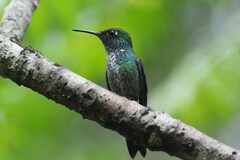 Chrysuronia versicolor