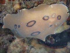 Diaulula sandiegensis