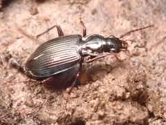 Limodromus assimilis