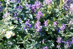 Nepeta racemosa