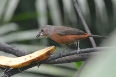 Ramphocelus bresilius