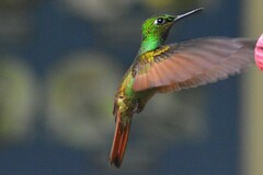 Heliodoxa rubricauda