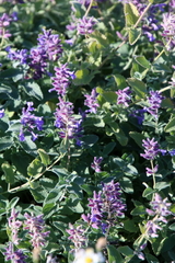 Nepeta racemosa