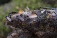Lasius pallitarsis