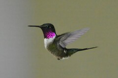 Calliphlox amethystina