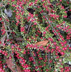 Cotoneaster horizontalis