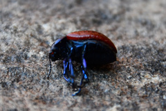Chrysolina exanthematica