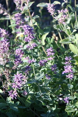 Nepeta racemosa