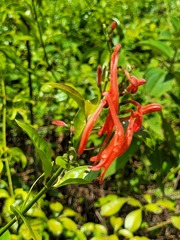 Thyrsacanthus secundus