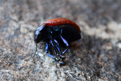 Chrysolina exanthematica
