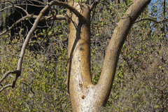 Brachychiton