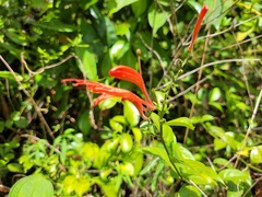 Thyrsacanthus secundus