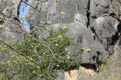 Brachychiton