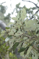 Cryptocarya