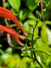 Thyrsacanthus secundus