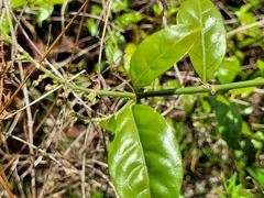 Thyrsacanthus secundus