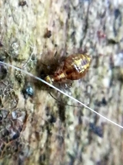 Lepidopsocidae