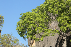 Brachychiton australis