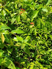 Thyrsacanthus secundus