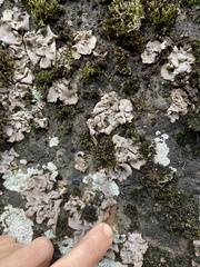 Dermatocarpon miniatum