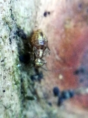Lepidopsocidae