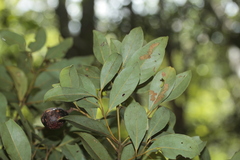 Cryptocarya adpressa