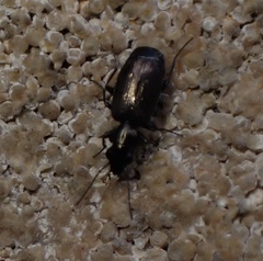 Syntomus foveatus