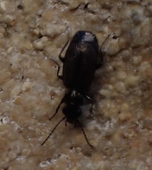 Syntomus foveatus
