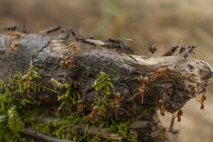 Lasius pallitarsis