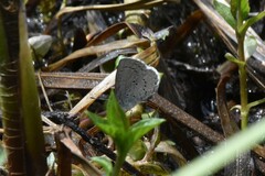 Celastrina