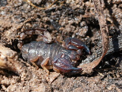 Urodacus manicatus
