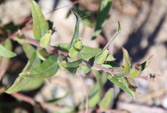 Oenothera clelandii
