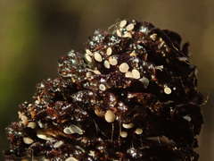 Calycellina alniella