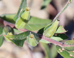 Oenothera clelandii